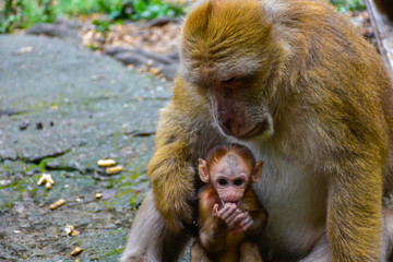 Obraz premium Monkey in Thailand 