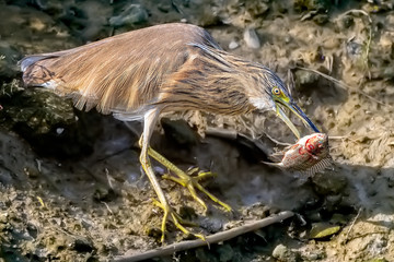 Golden Heron