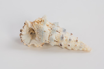 sea shell on white background