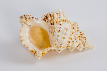 sea shell on white background
