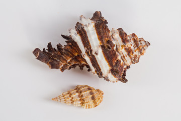 two sea shells on a white background