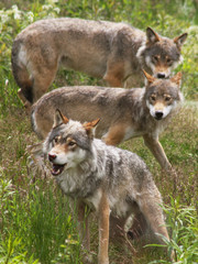 Naklejka na ściany i meble Group of wolves