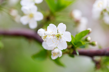 Flowers on the branches of cherry in spring