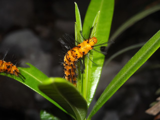 Close-up view of an orange oleander caterpillar with long black hairs before becoming Polka Dot Wasp Moth or syntomeida epilais, living in Florida and Caribbean area.