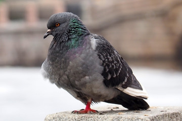 Dove a grey urban. The wild dirty pigeon is close. 