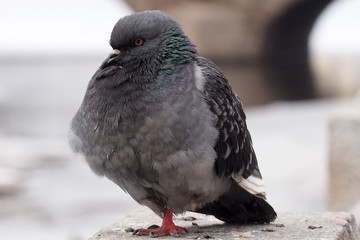 Portrait of a Dove grey. The wild dirty pigeon is close.  