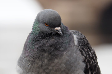 Portrait of a Dove grey. The wild dirty pigeon is close.  