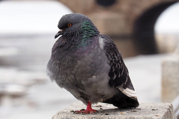 Dove a grey urban. The wild dirty pigeon is close. 