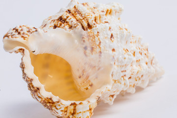 sea shell on white background