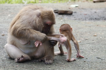  The monkey mother is cleaning the body for monkeys.
