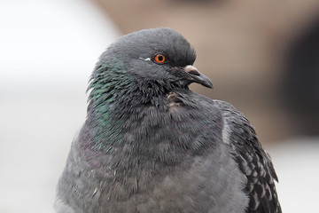Portrait of a Dove grey. The wild dirty pigeon is close.  