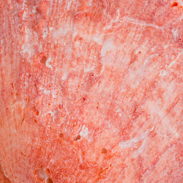 seashell close up