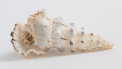 sea shell on white background