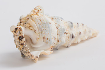 sea shell on white background