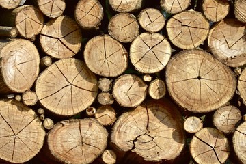 Fototapeta premium Background of dry chopped firewood logs stacked up on top of each other in a pile