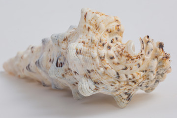 sea shell on white background