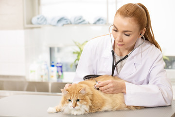 Professional vet examining a cat