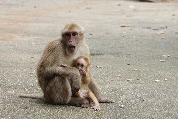 Naklejka premium Monkey in Thailand 