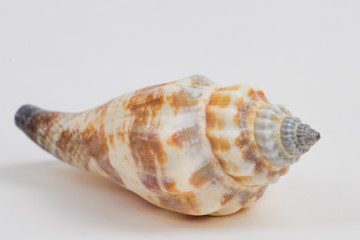 sea shell on white background