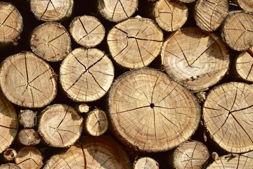 Naklejka premium Background of dry chopped firewood logs stacked up on top of each other in a pile