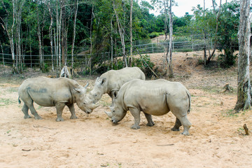 Obraz premium rhinoceros