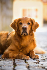 Obraz premium Dog lying on a cobblestone