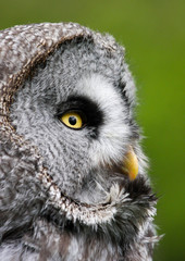 Great Grey Owl (Strix nebulosa) Bird of Prey