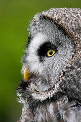 Great Grey Owl (Strix nebulosa) Bird of Prey