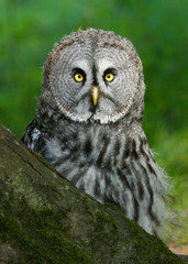 Great Grey Owl (Strix nebulosa) Bird of Prey