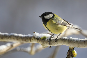 great tit in winter