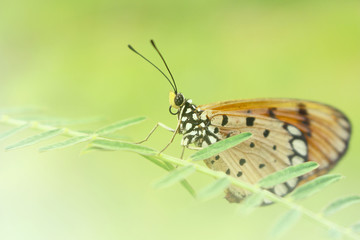 Beautiful butterfly on green fresh spring grass Beautifully decorated With light colors. amazing macro.
