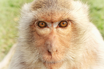 Close up of Monkey face. Brown color on green background.