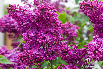 bouquet of flowers lilac