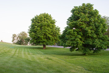 Fototapeta na wymiar trees in park