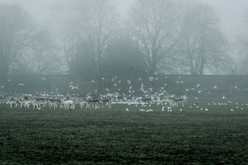 Fototapeta premium Deer and seagulls in a park in fog, Surrey, England, UK