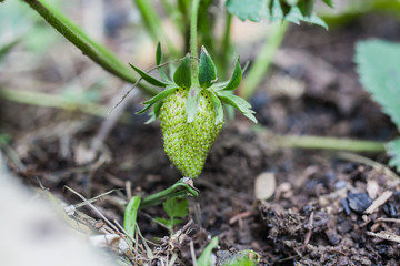  strawberries on the garden