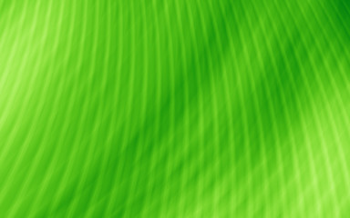 Texture green template image abstract background