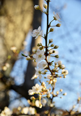 blooming apple tree in spring