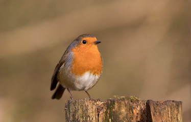 European Robin (Erithacus rubecula) perched in the spring sunshine.  Taken in Cardiff, South Wales, UK