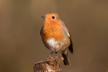 European Robin (Erithacus rubecula) perched in the spring sunshine.  Taken in Cardiff, South Wales, UK