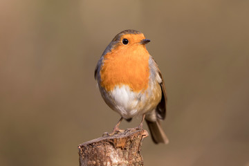 European Robin (Erithacus rubecula) perched in the spring sunshine.  Taken in Cardiff, South WalesEuropean Robin (Erithacus rubecula) perched in the spring sunshine.  Taken in Cardiff, South Wales, UK
