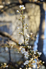 blooming apple tree in early spring
