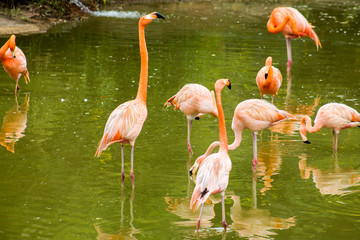 pink flamingo
