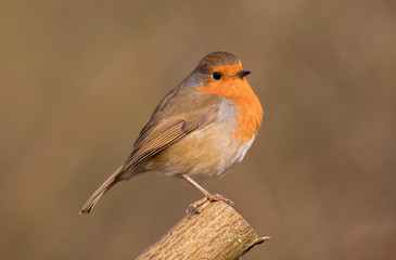 European Robin (Erithacus rubecula) perched in the spring sunshine.  Taken in Cardiff, South Wales, UK