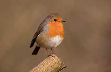 European Robin (Erithacus rubecula) perched in the spring sunshine.  Taken in Cardiff, South Wales, UK