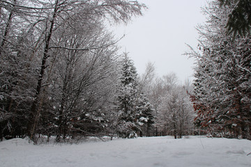 Forest closed to Chamonix (France)