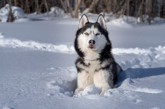 Husky dog in snow. Black and white Siberian husky with blue eyes in winter walk.