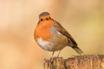 European Robin (Erithacus rubecula) perched in the spring sunshine.  Taken in Cardiff, South Wales, UK