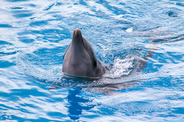 Obraz premium dolphin