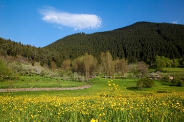 Green grain fields and blue sky with clouds.savsat/artvin/turkey